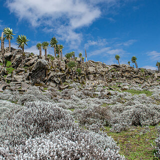Bale Mountains - Sanetti Plateau